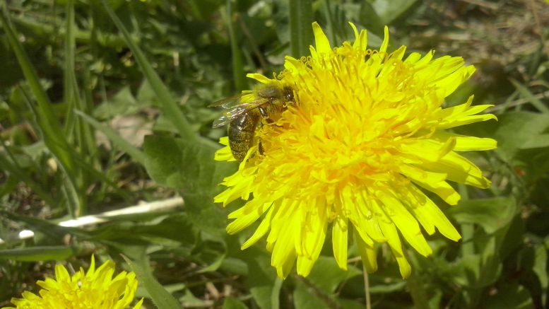 Pszczoła zbiera nektar z żółtego mniszka