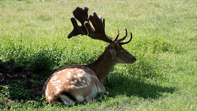 Jeleń leżący na zielonej trawie
