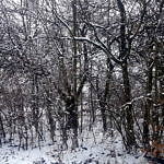 Działka zarośnięta krzakami w scenerii zimowej ze śniegiem