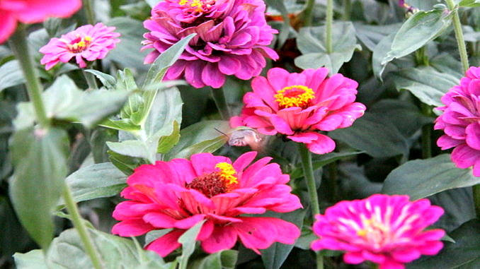 Kwiaty ogrodowe - różowe cynie i krążąca nad nimi ćma podobna do kolibra
