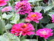 Kwiaty ogrodowe - różowe cynie i krążąca nad nimi ćma podobna do kolibra
