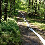 Wąż strażacki rozciągnięry na leśnej drodze