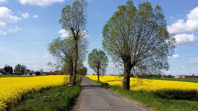 Droga otoczona drzewami wśród pól z kwitnącym na żółto rzepakiem