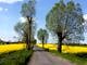 Droga otoczona drzewami wśród pól z kwitnącym na żółto rzepakiem