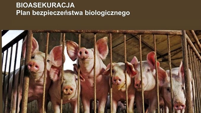 świnie plakat plan bezpieczeństwa biologicznego
