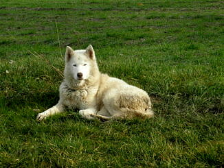 Biały pies typu husky z niebieskimi oczami