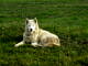 Biały pies typu husky z niebieskimi oczami