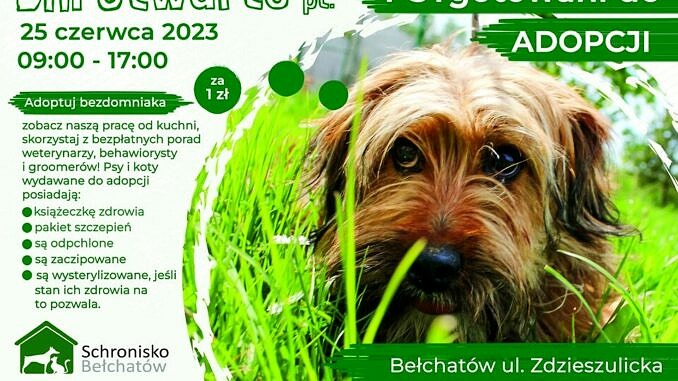 Plakat Dni Otwartych schroniska w Bełchatowie na zielonym tle kudłaty piesek i informacje