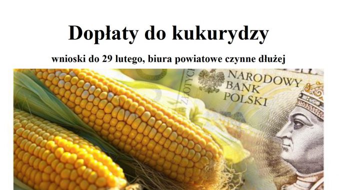 Napis dopłaty do kukurydzy i zdjęcie kolb kukurydzianych